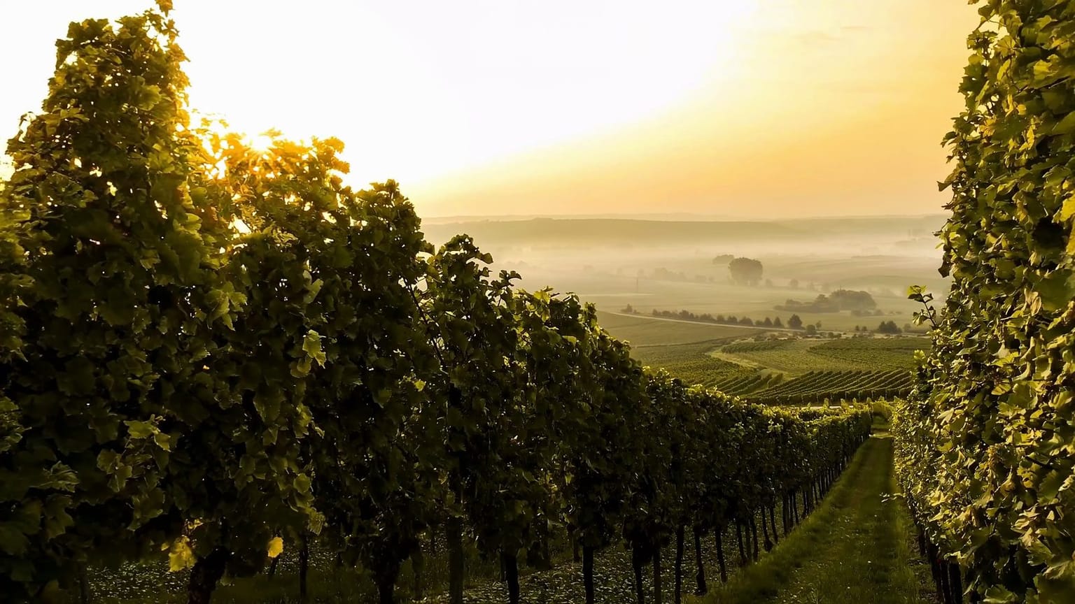 Le vignoble champenois dans la brume, à l’aube
