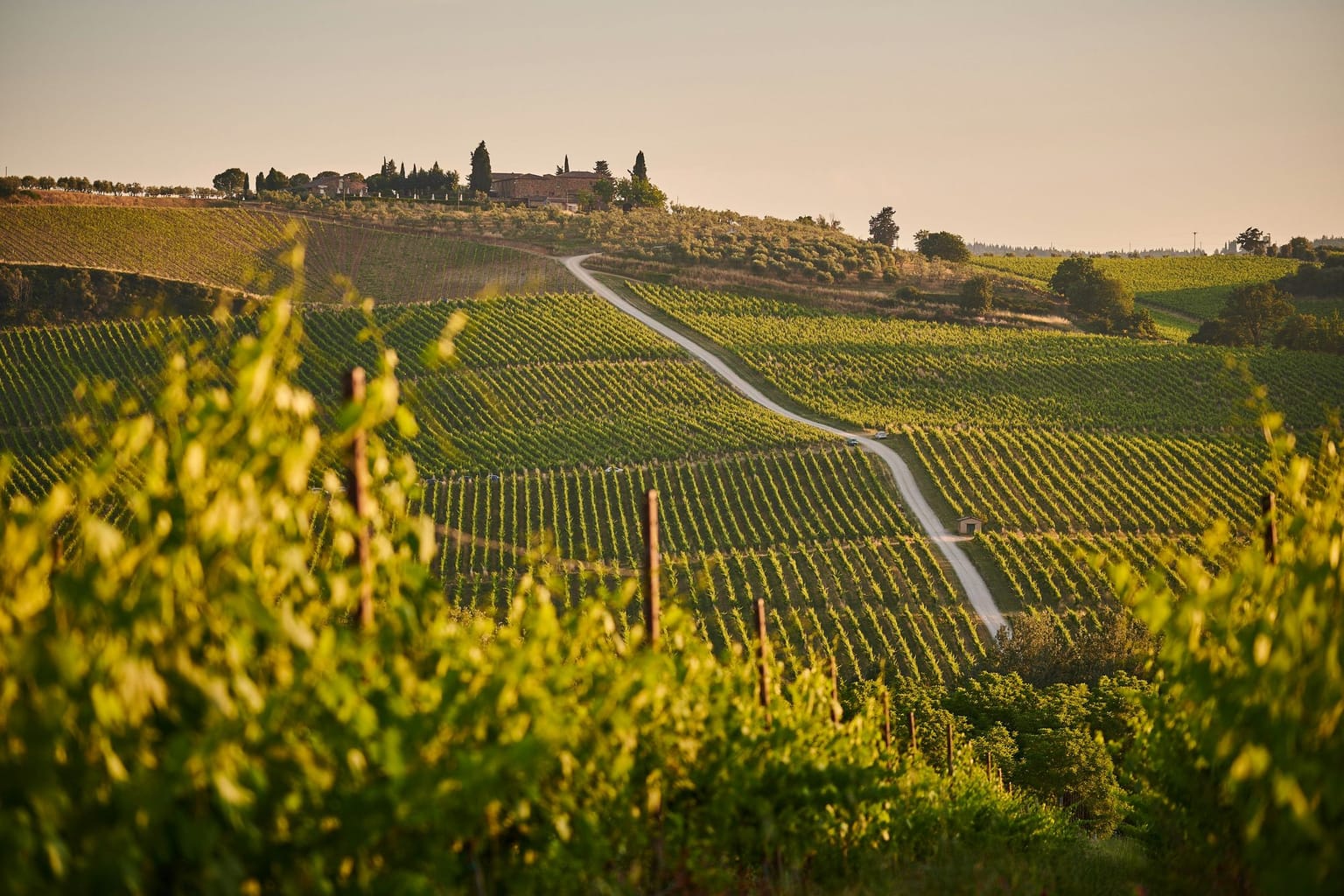 Coteaux de vignes au soleil couchant, un chemin blanc montant vers une bâtisse entourée de cyprès